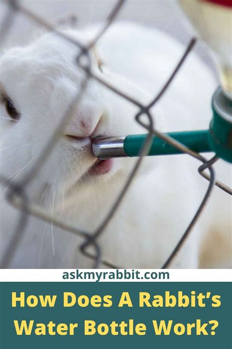 pet water bottle leaking|Why Is My Rabbit’S Water Bottle Leaking And How To。